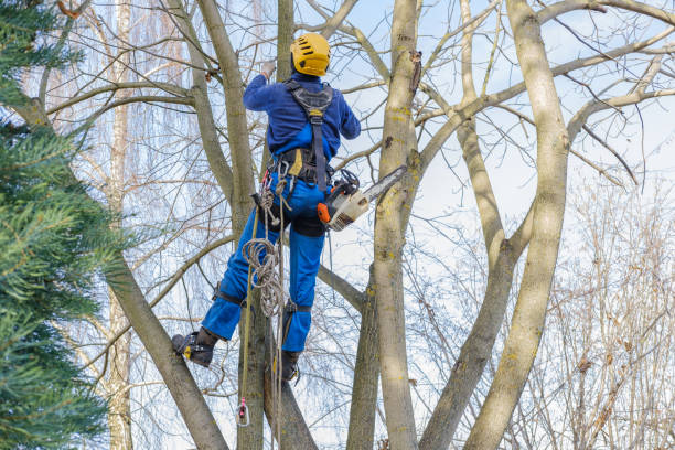 Best Tree Removal Service  in Camden, AL